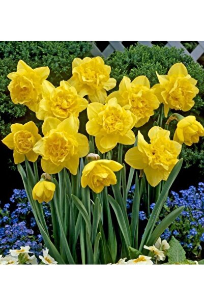 FMT TOHUMCULUK 4 Adet Katmerli Sarı Renkli Nergis Çiçeği Soğanı