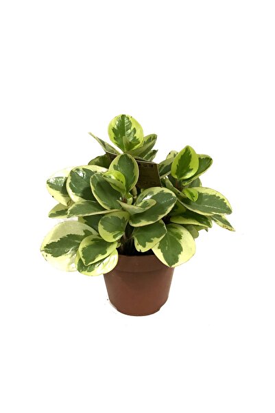 Betonish Peperomia Obtipan 'bicolor'