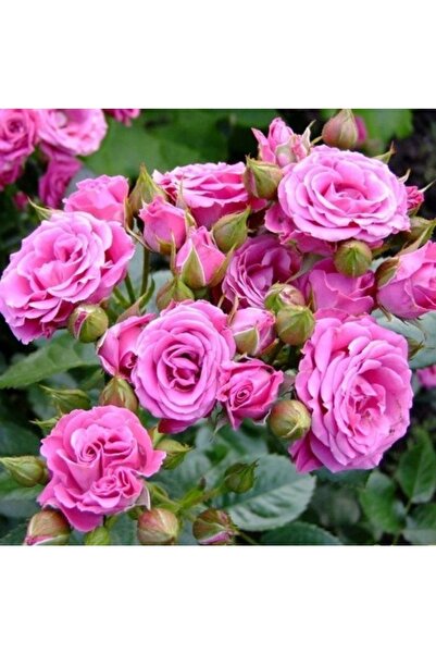 OLİMPOS TARIM 1 Adet Tüplü Isparta Pembe Yediveren Kokulu Gül Fidanı 1 Yaşında