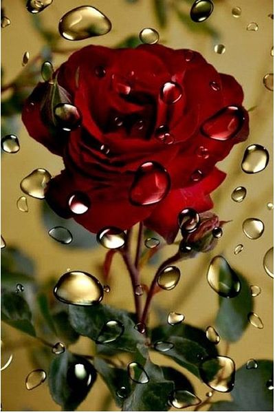 dialands Red Rose Design