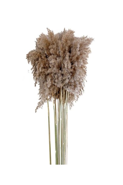 Hidden Botanics Kuru Çiçek Dekoratif Pampas 8'li Büyük Demet 70cm Pampas Otu