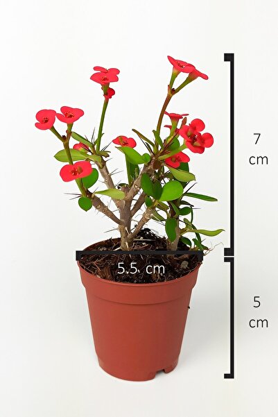 Toptan Kaktüs Dikenler Tacı Euphorbia Miili Mini Kırmızı Çiçekli Kaktüs Kral Tacı Dikenli Taç 5.5 Cm Saksıda