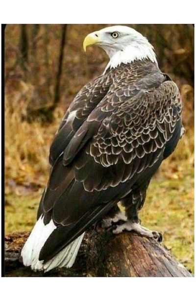 dialands Eagle