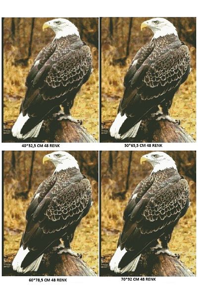 dialands Eagle