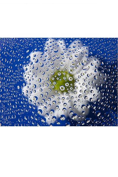 dialands Daisy - Comfortable Fit and Stylish Design