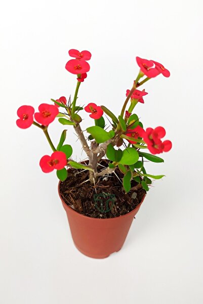 Toptan Kaktüs Dikenler Tacı Euphorbia Miili Mini Kırmızı Çiçekli Kaktüs Kral Tacı Dikenli Taç 5.5 Cm Saksıda