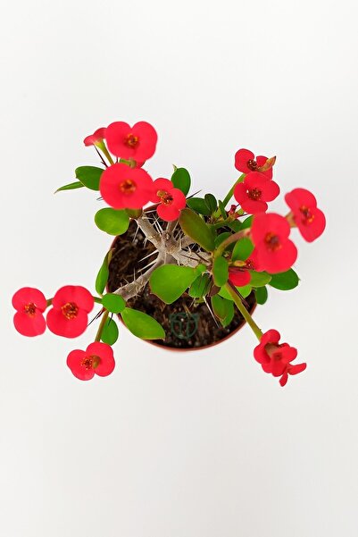 Toptan Kaktüs Dikenler Tacı Euphorbia Miili Mini Kırmızı Çiçekli Kaktüs Kral Tacı Dikenli Taç 5.5 Cm Saksıda