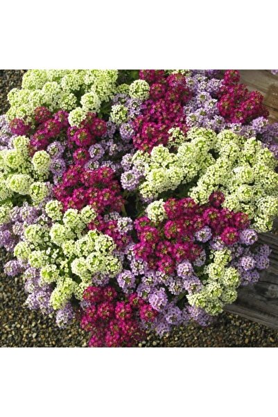 Tohum Dünyam 10 Adet Karışık Renkli Alisyum Çiçeği Tohumu