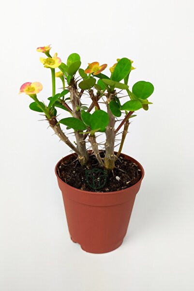 Toptan Kaktüs Nadir Bulunan Ebruli Çiçekli Dikenler Tacı Euphorbia Miili Mini...
