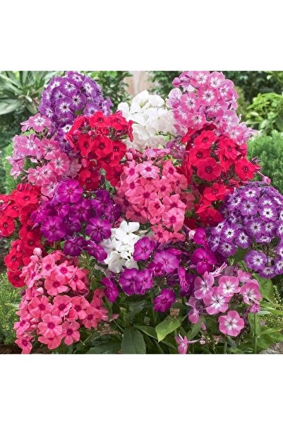 fidanistanbul Alev Çiçeği Alto Karışık Renk Çiçek Tohumu +- 60 Adet