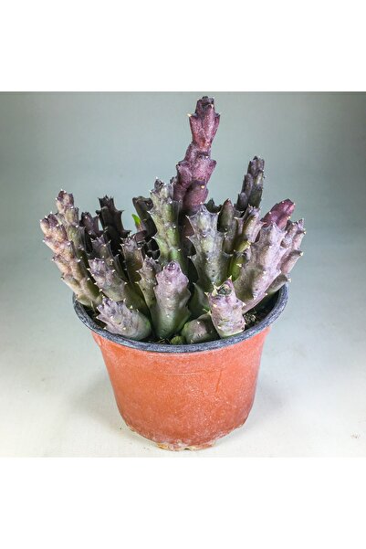Gurme Bitki Orbea Variegata - Leş Kaktüsü (10.5 Cm Saksıda) Nadir Sıra Dışı K...