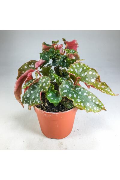 Genel Markalar Begonia Maculata Çilli Begonya (7 Cm Saksıda) Nadir Sıra Dışı ...