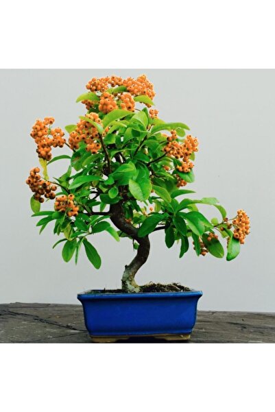 EvveBahce Herdem Yeşil Bodur Bonsai Için Uygun Ateş Dikeni Bitkisi Fidanı