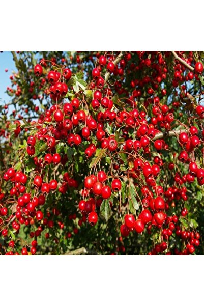 TacirDepo Tüplü Özel Çeşit Kırmızı Aronya Berry Fidanı