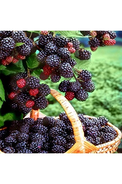 TacirDepo Tüplü Ahudu Melezi Boysenberry Böğürtlen Fidanı