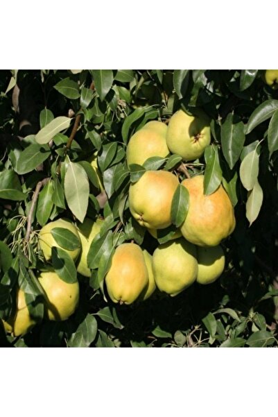 EvveBahce Tüplü Aşılı Geçci Çok Iri Meyveli Yarı Bodur Deveci Armut Fidanı