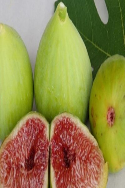 EvveBahce Tüplü Nadir Bulunan Sultan Selim Incir Fidanı