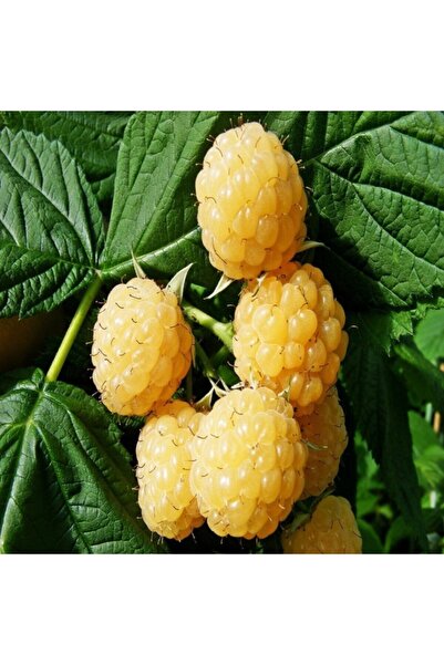 TacirDepo Tüplü Nadir Bulunan Sarı Ahududu Fidanı -Meyve Verme Durumunda