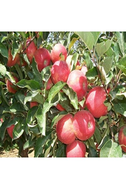 EvveBahce Tüplü Aşılı Erkenci Yaz Elması Tam Bodur Mondial Gala Elma Fidanı