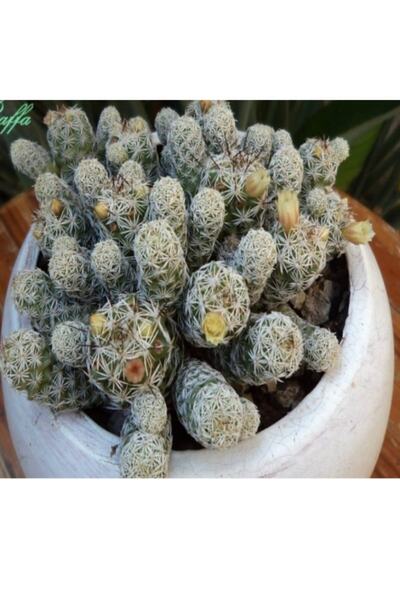 E-fidancim Mammillaria Gracilis Kaktüs