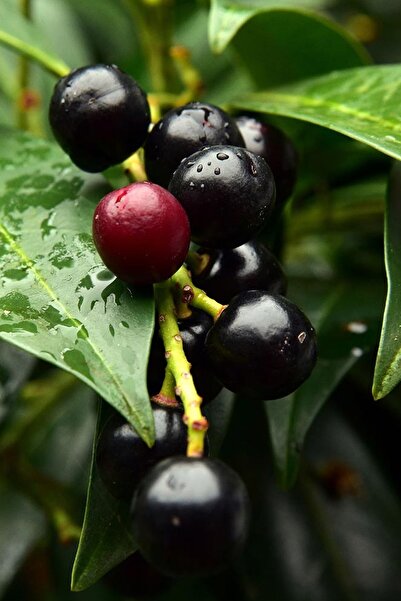 KöyFidan Karayemiş ( Laz Yemişi ) Fidanı Tüplü40 – 50 Cm