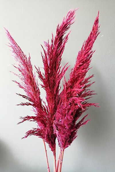 Alyones 8'li Büyük Demet Pampas Koyu Fuşya 100cm Boyunda