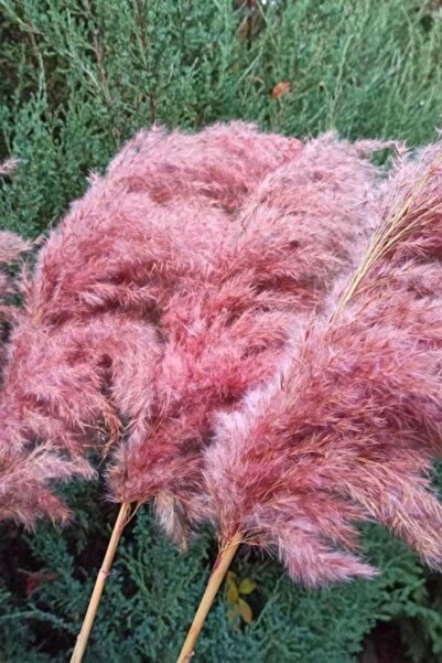 Alyones 8'li Büyük Demet Pampas Pembe 100cm Boyunda