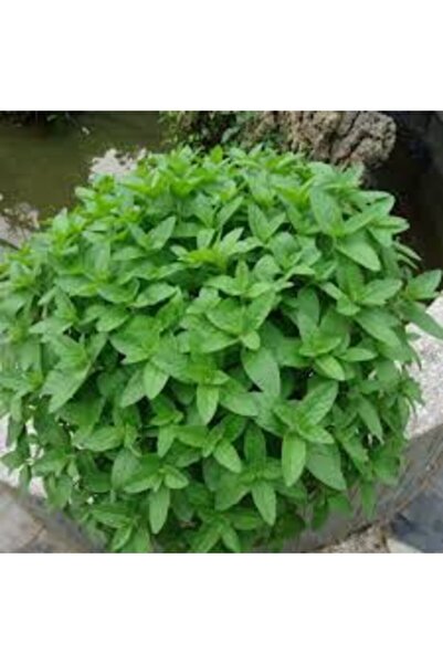 Tohumcumm Nane Tohumu 50 Adet  + Saksı Toprak