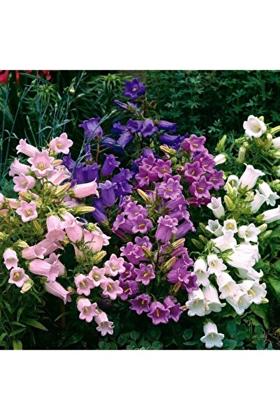 Mutlu Paket Cup & Saucer Campanula Karışık Çan Çiçeği Tohumu (100 Tohum)