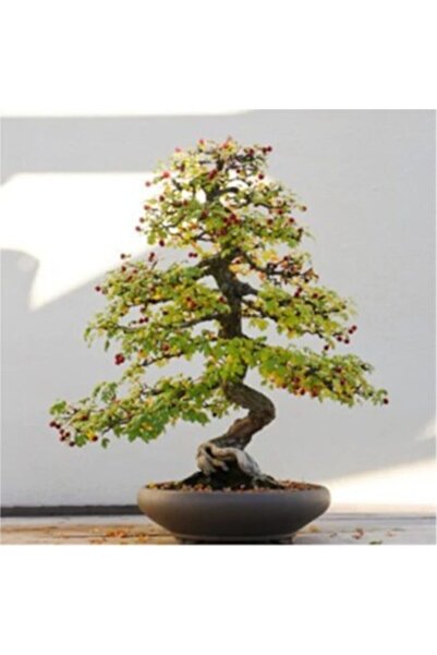 Murat Tohumculuk Bodur Bonsai Cennet Ağacı Tohumu Ekim Seti 5 Adet Tohum + To...