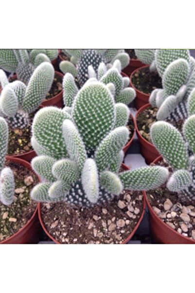E-fidancim Ithal Çoklu Dikim Opuntia Microdasys Albata Tavşan Kulağı Kaktüs 8...