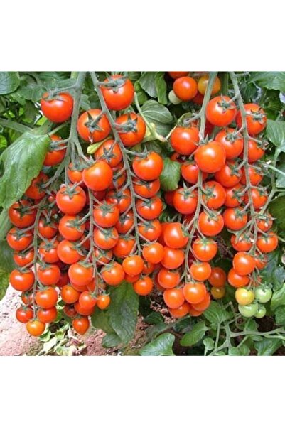 E-fidancim Çeri Domates Fidesi (5 Adet)