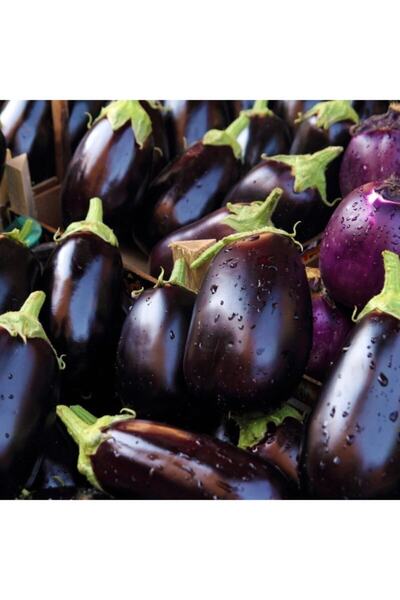 Mutlu Paket Bol Dökümlü Topan Patlıcan Fidesi (5 Adet)