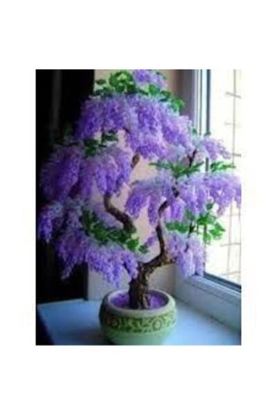 Tohumcumm 5 Adet Tohum Bodur Jakaranda Bonsai Ağacı Tohumu