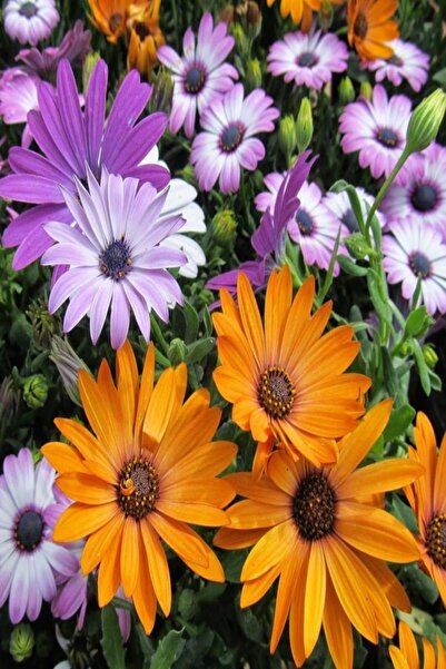 EvveBahce Hybrida Harlequin Karışık Renkli Afrika Papatyası Çiçeği Tohumu ( 2...