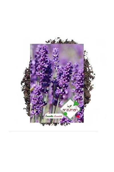 Arzuman Tohum Lavanta Çiçeği Tohumu 100 Adet