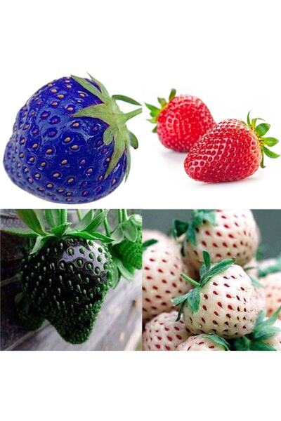 Naturel Tohum Gökkuşağı Çilek Tohumu Tropikal Meyve Tohumları (10 Adet Tohum)