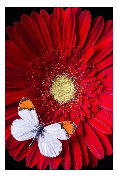 dialands Flower and Butterfly
