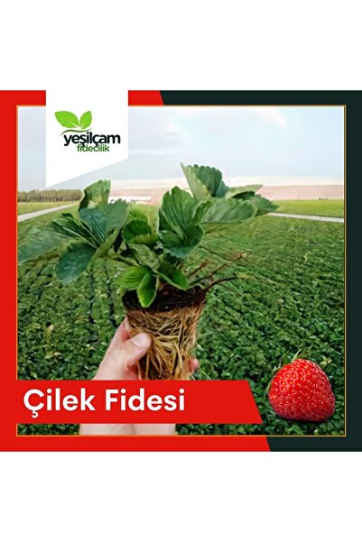 Yeşilçam Fidancılık Çilek Fidesi Yediveren (6'lı)