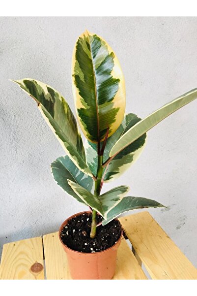 SUKULENTİSTANBUL Ficus Elastica Tineke Alacalı Kauçuk Bitkisi-kauçuk Variegat...