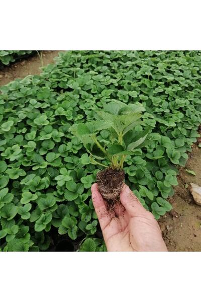 The Best Online Yediveren Çilek Fidesi, 5 Adet