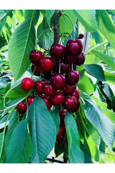 Gloria Tüplü 0900 Zıraat Napolyon Kiraz Fidanı Boy 90-110cm Yaş 2