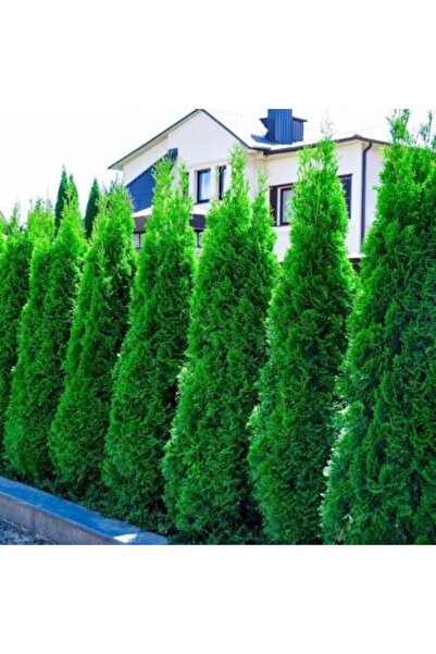 Gloria Saksıda Amerikan Smargat Mazi Fidanı 2 Yaş 70-90cm Boy