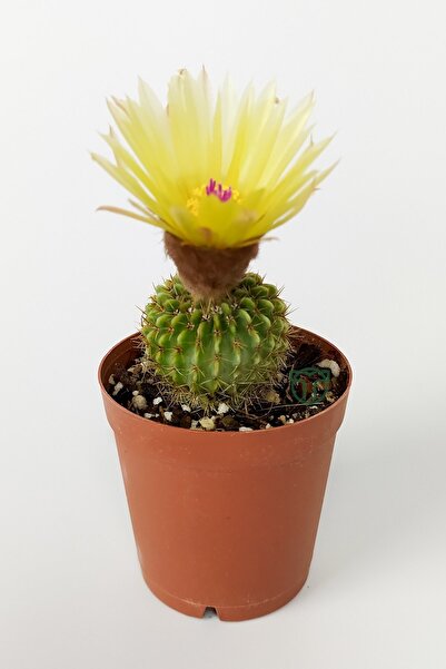 Toptan Kaktüs Notocactus (parodia) Buiningii Sarı Çiçek Açan Kaktüs Nadir Öze...