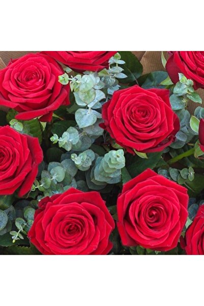 Fi DANS Fi-dans 1 Adet Gül Fidanı (kırmızı) Yediveren Sarmaşık Kokulu Açık Kök