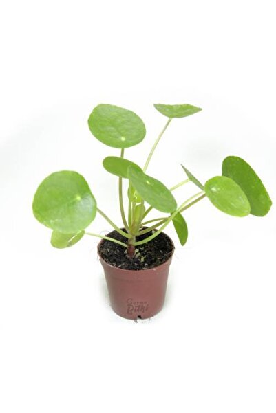 Gurme Bitki Pilea Peperomioides (5.5 Cm Küçük Boy Saksıda)