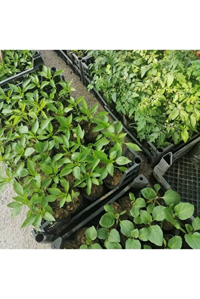 ziraatcimmarket 10 Adet Karışık Biber Fidesi(kıl Tatlı-kıl Acı-çarliston-kapy...