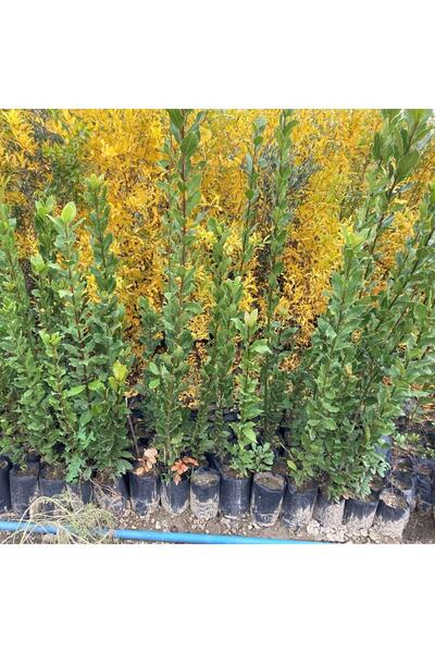 Gloria Tüplü Defne Fidanı 80-110 Cm