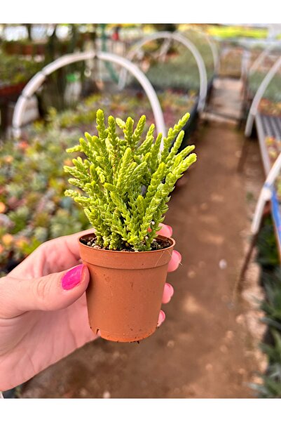 Pembe Çiçek Evi Prenses Çamı Sukulent - Crassula Muscosa 5,5cm