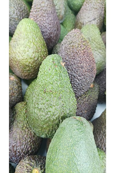 TROPİKAL Antalya'dan Yerli Hass Avokado 10 Adet (125 - 150 GR)